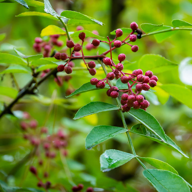 Prickly ash