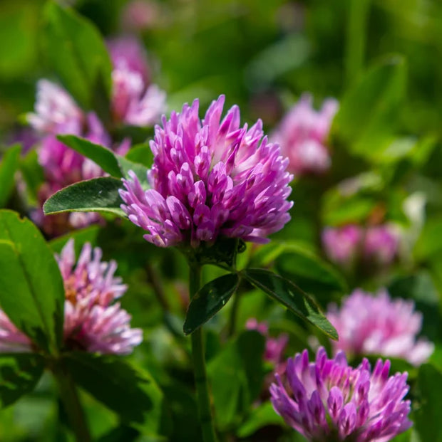 Red clover
